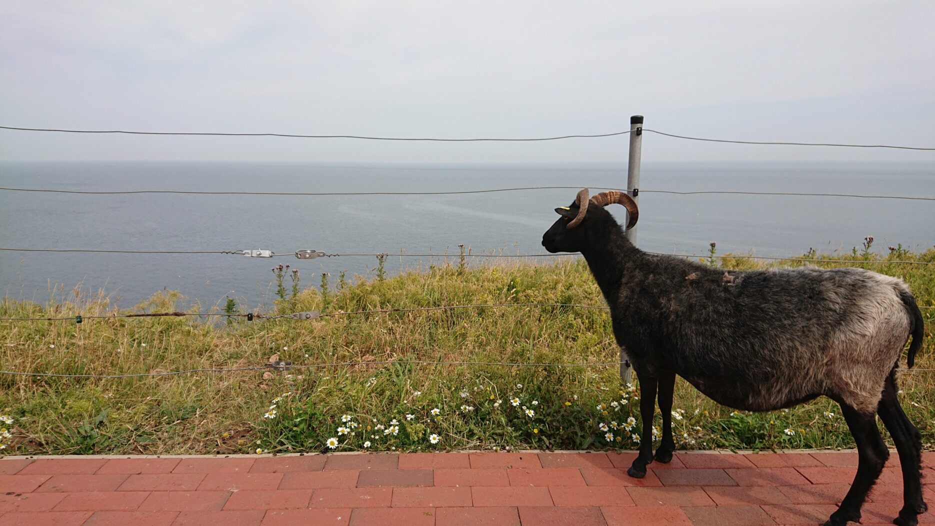 A sheep gazes out past a wire fence at the ocean