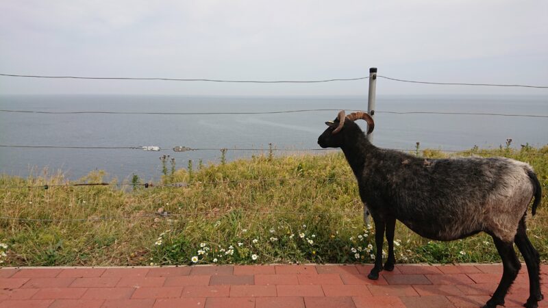 A sheep gazes out past a wire fence at the ocean